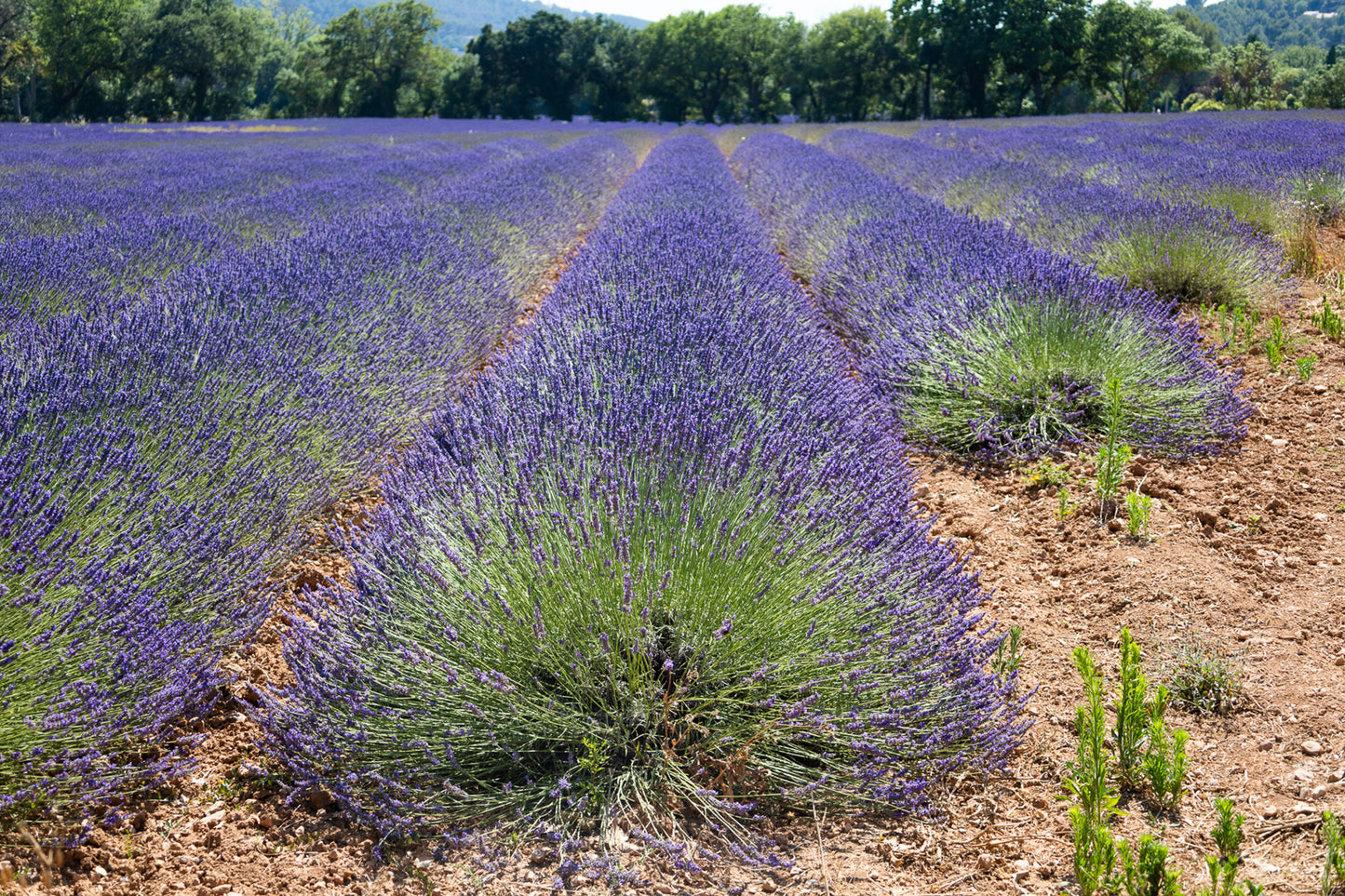 Gros plan sur les rangées de lavande au Tholonet, en vagues violettes qui se succèdent jusqu’à l’horizon, ode à la géométrie des champs.