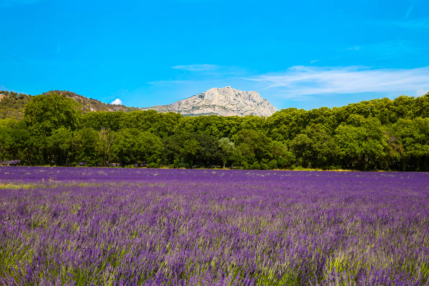 La Sainte-Victoire se détache au loin au-dessus d’un immense champ de lavande au Tholonet, union emblématique entre montagne et paysages provençaux.