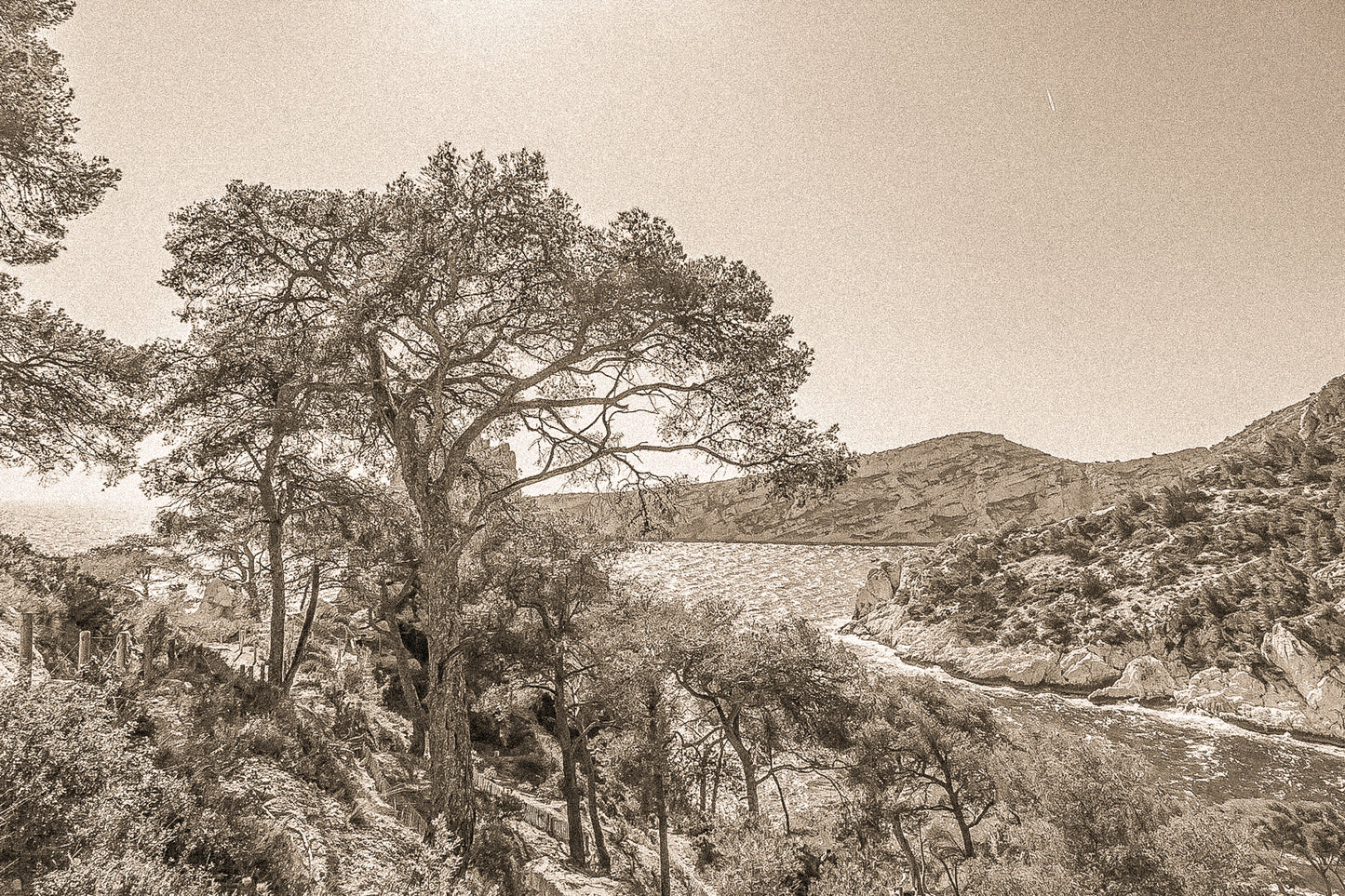 Chemin de randonnée ombragé par des pins avec vue sur une anse bleue des calanques, vintage