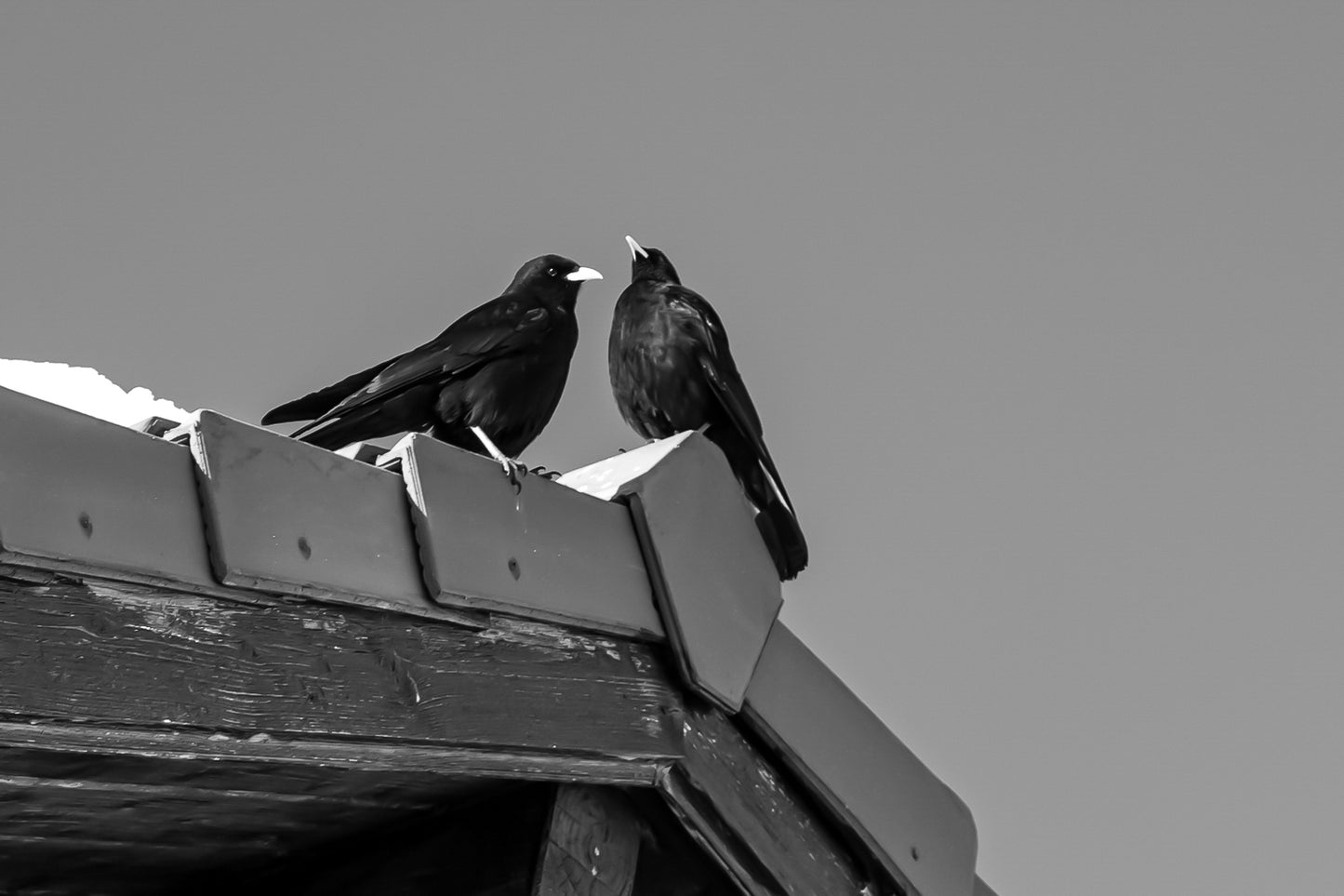deux corbeaux noirs posés sur le toit d’un chalet à Superdévoluy, noir et blanc