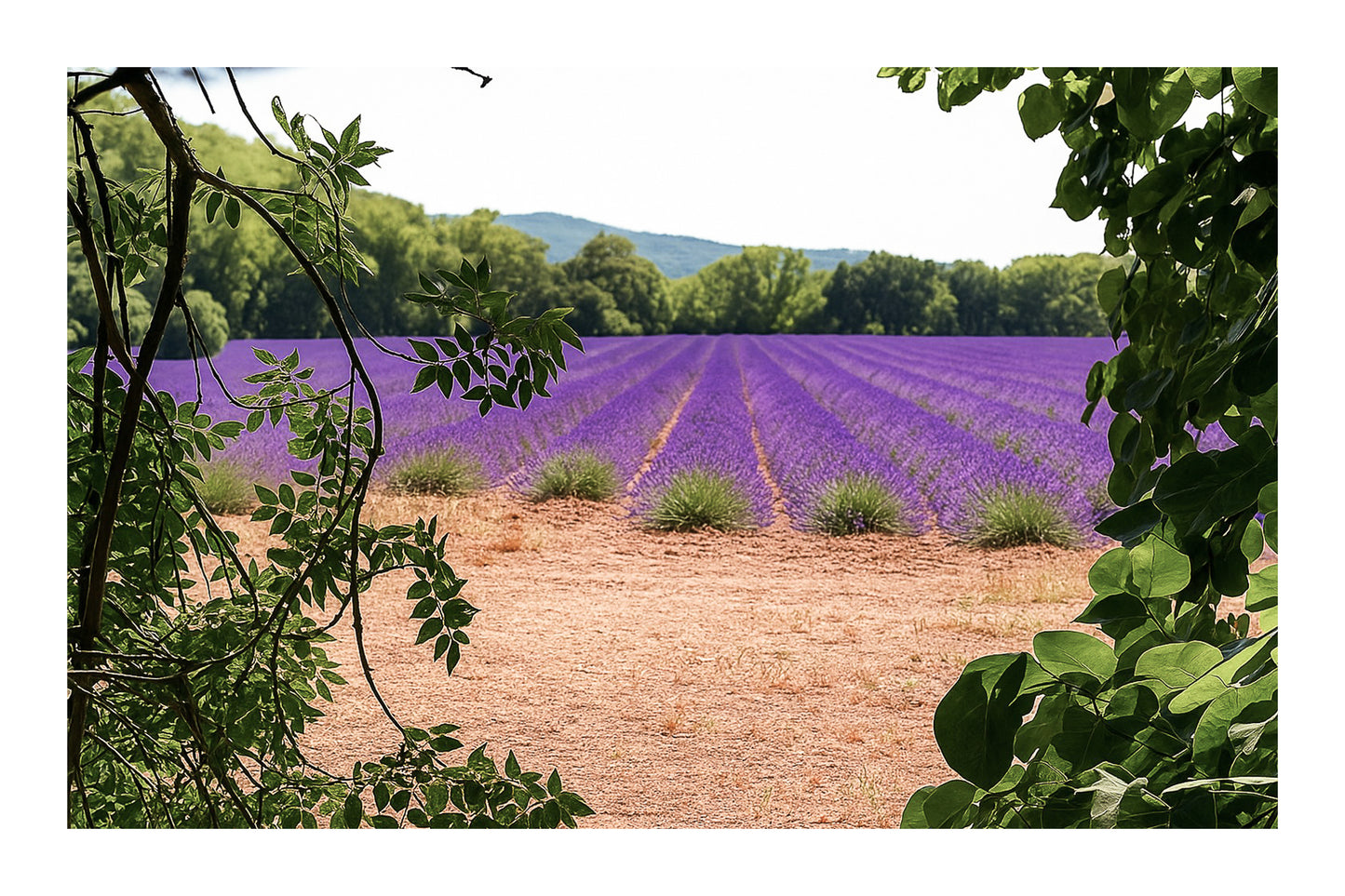 Champ de lavande encadré par des feuilles d’arbres au Tholonet avec bordure