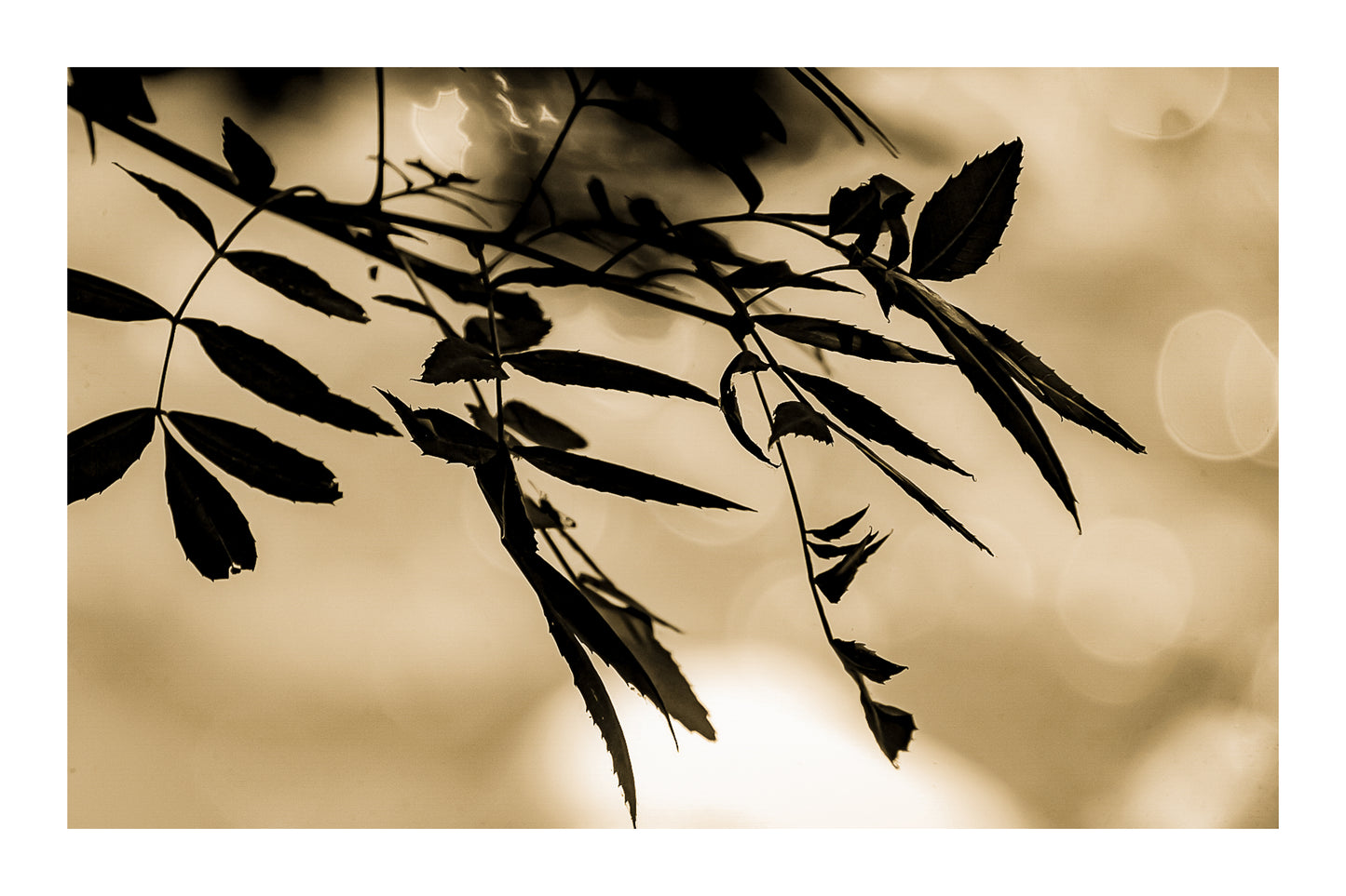 Branche de feuilles sombres en contre-jour sur fond flou doré le long de la rivière de l’Arc, vintage avec bordure