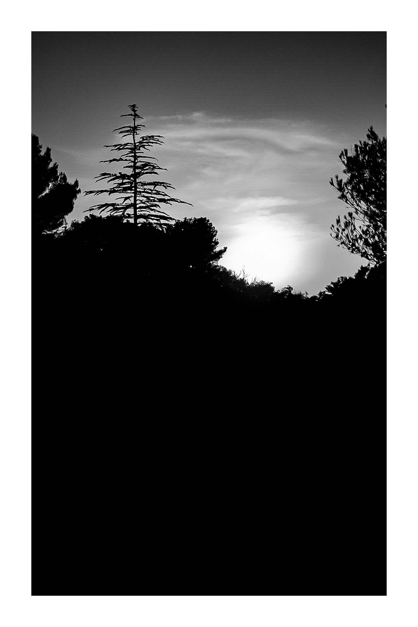Coucher de soleil derrière une ligne de pins à Bibemus, ciel doré et grand pin en silhouette, noir et blanc avec bordure