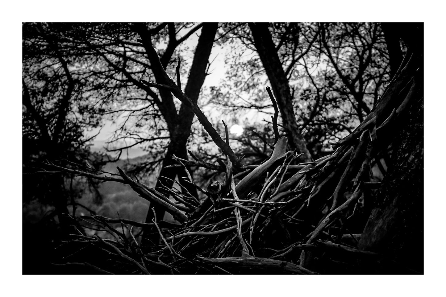 Amas de branches au premier plan avec soleil couchant flou entre les troncs à Bibemus, noir et blanc avec bordure
