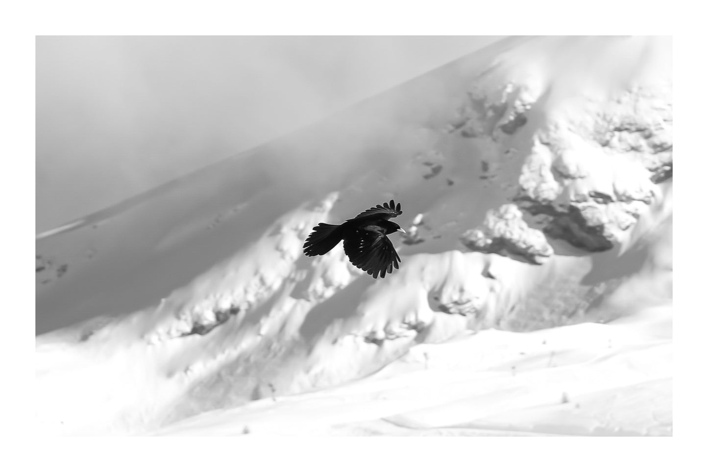 corbeau noir en vol au-dessus des pentes enneigées de Superdévoluy, noir et blanc avec bordure