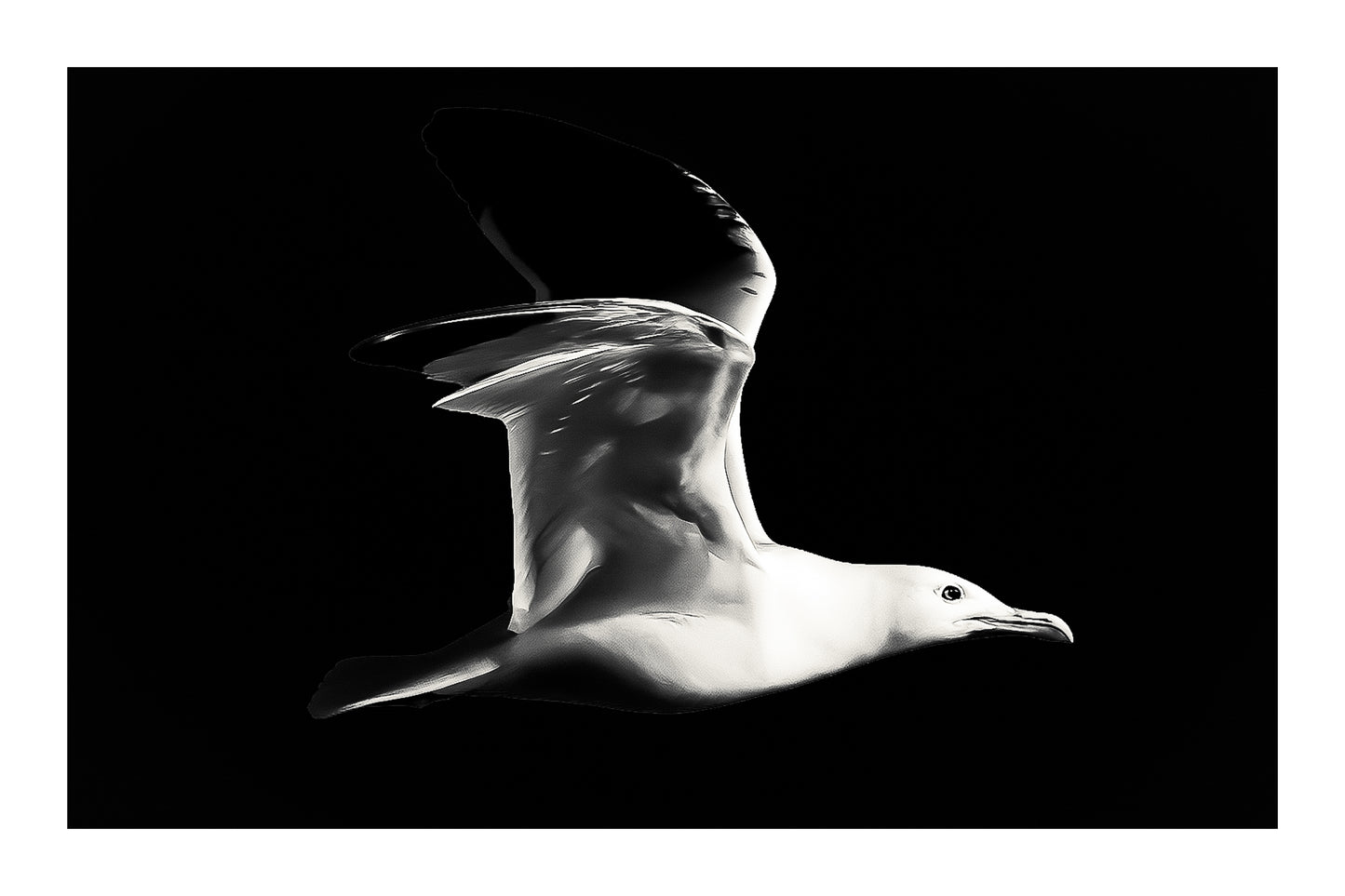 Gros plan d’un goéland en vol, ailes ouvertes et ciel bleu uniforme en arrière-plan, version black édition avec bordure