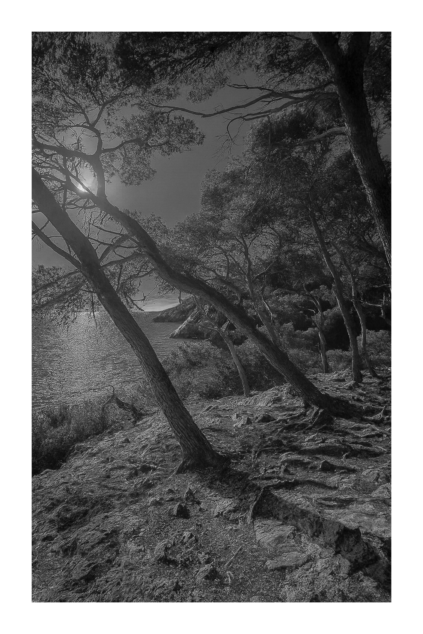 pins penchés, mer au fond, lumière froide/bleutée, noir et blanc avec bordure