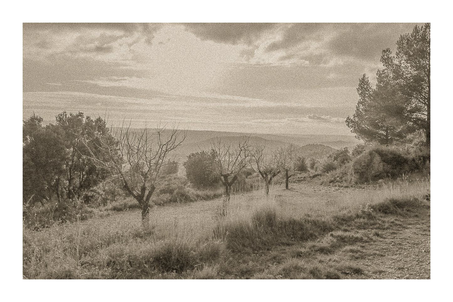 Alignement d’arbres dénudés dans une clairière, vue lointaine sur les collines sous un ciel lumineux, vintage avec bordure