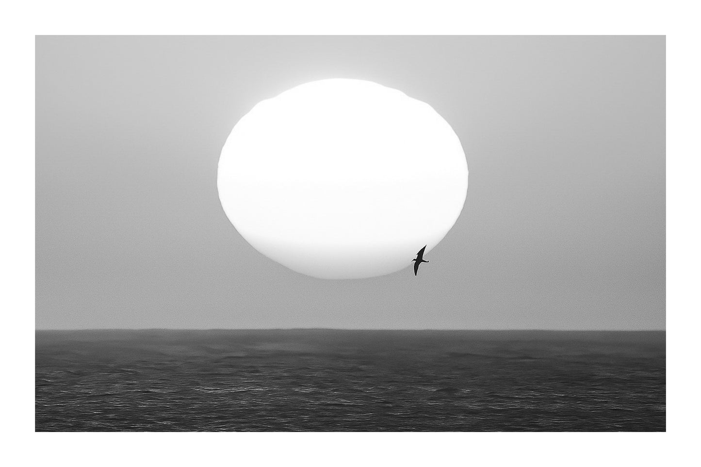 Gros plan d’un soleil couchant blanc et orangé au-dessus de la mer, avec un oiseau en silhouette passant devant le disque, noir et blanc avec bordure