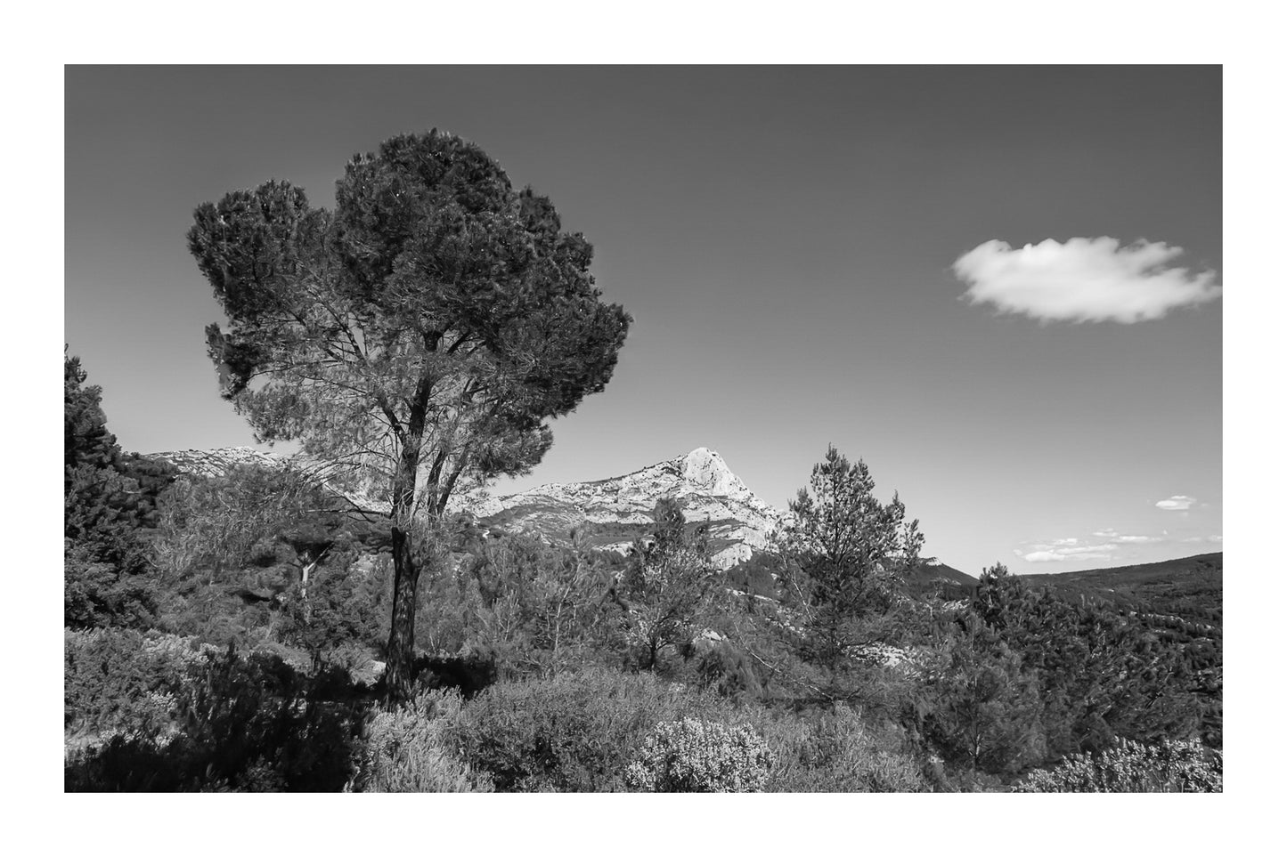 Grand pin isolé dans le paysage avec la Sainte-Victoire en arrière-plan sous un ciel bleu profond, noir et blanc avec bordure
