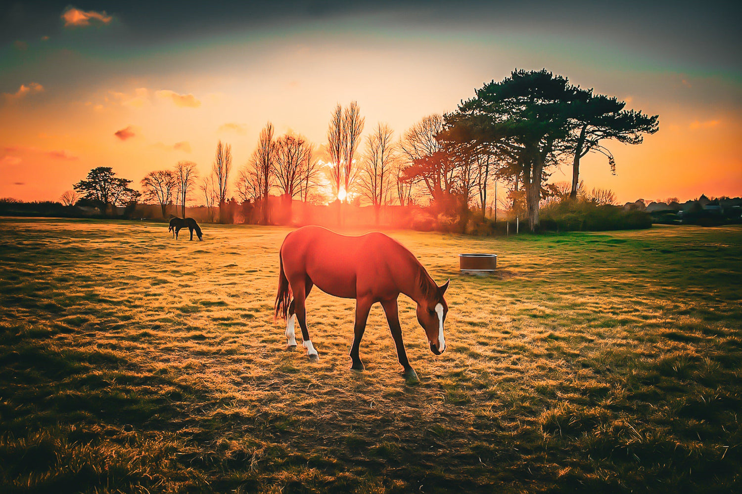 Chevaux au crépuscule dans une prairie bretonne