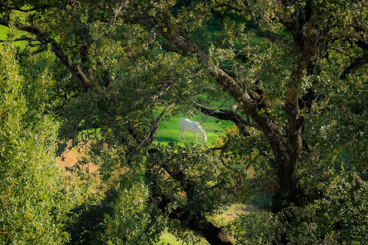 Le cheval fantôme de Vauvenargues