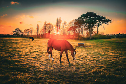 cheval brun au premier plan dans une prairie bretonne au coucher du soleil, arbres en contre-jour et ciel orangé