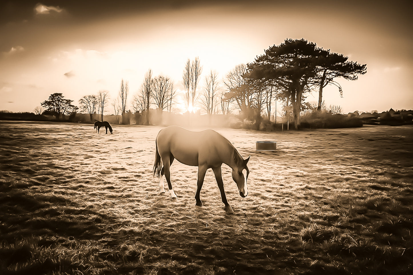 cheval dans une prairie bretonne au coucher du soleil, traitement sepia donnant un rendu vintage et chaleureux