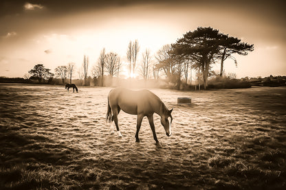 cheval dans une prairie bretonne au coucher du soleil, traitement sepia donnant un rendu vintage et chaleureux