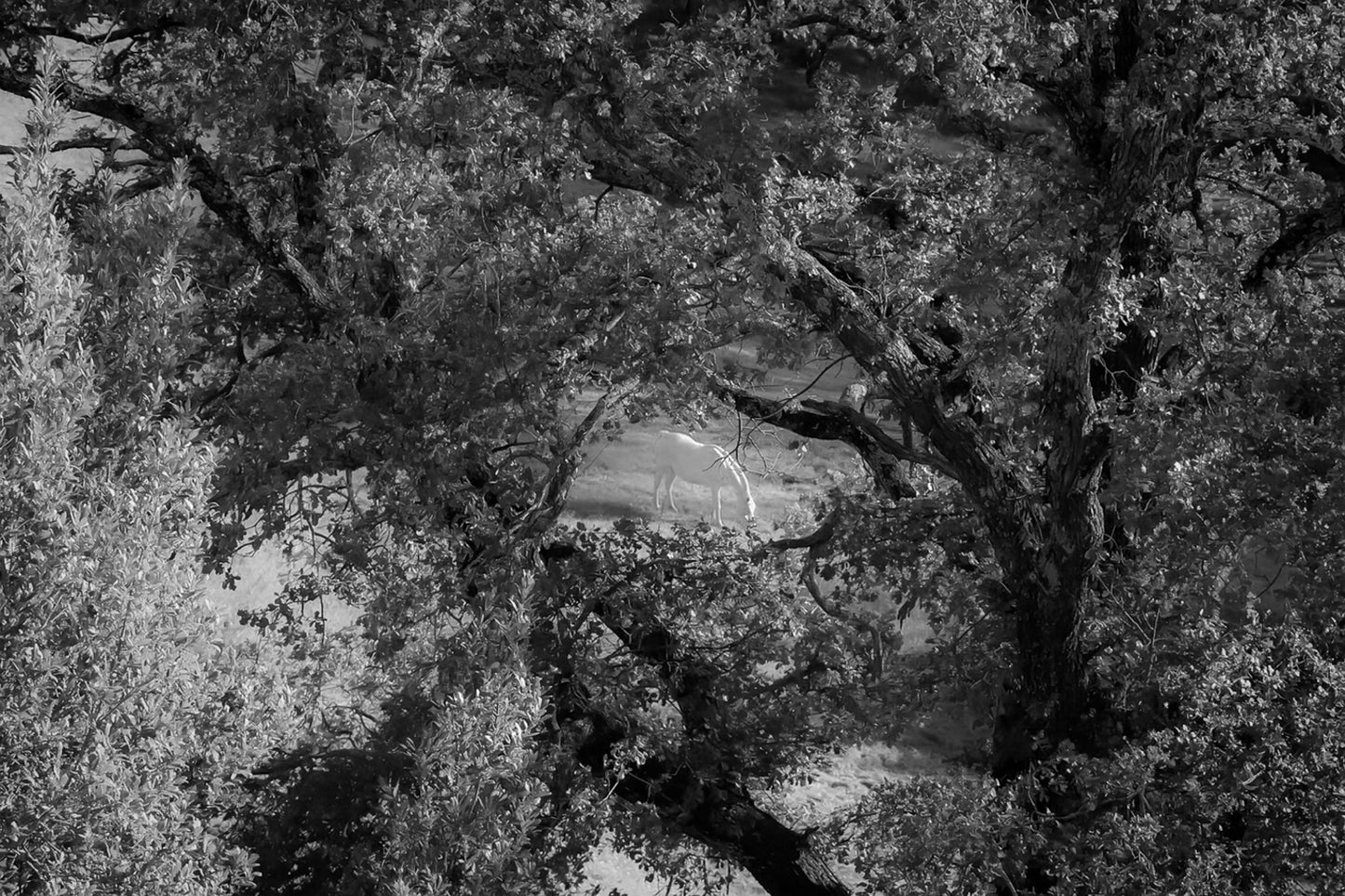 Cheval blanc au centre d’une clairière, vu en noir et blanc derrière un entrelacs de branches