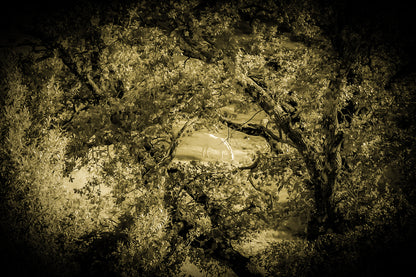 Cheval blanc éclairé d’une lumière dorée au milieu des arbres, ambiance vintage et mystérieuse