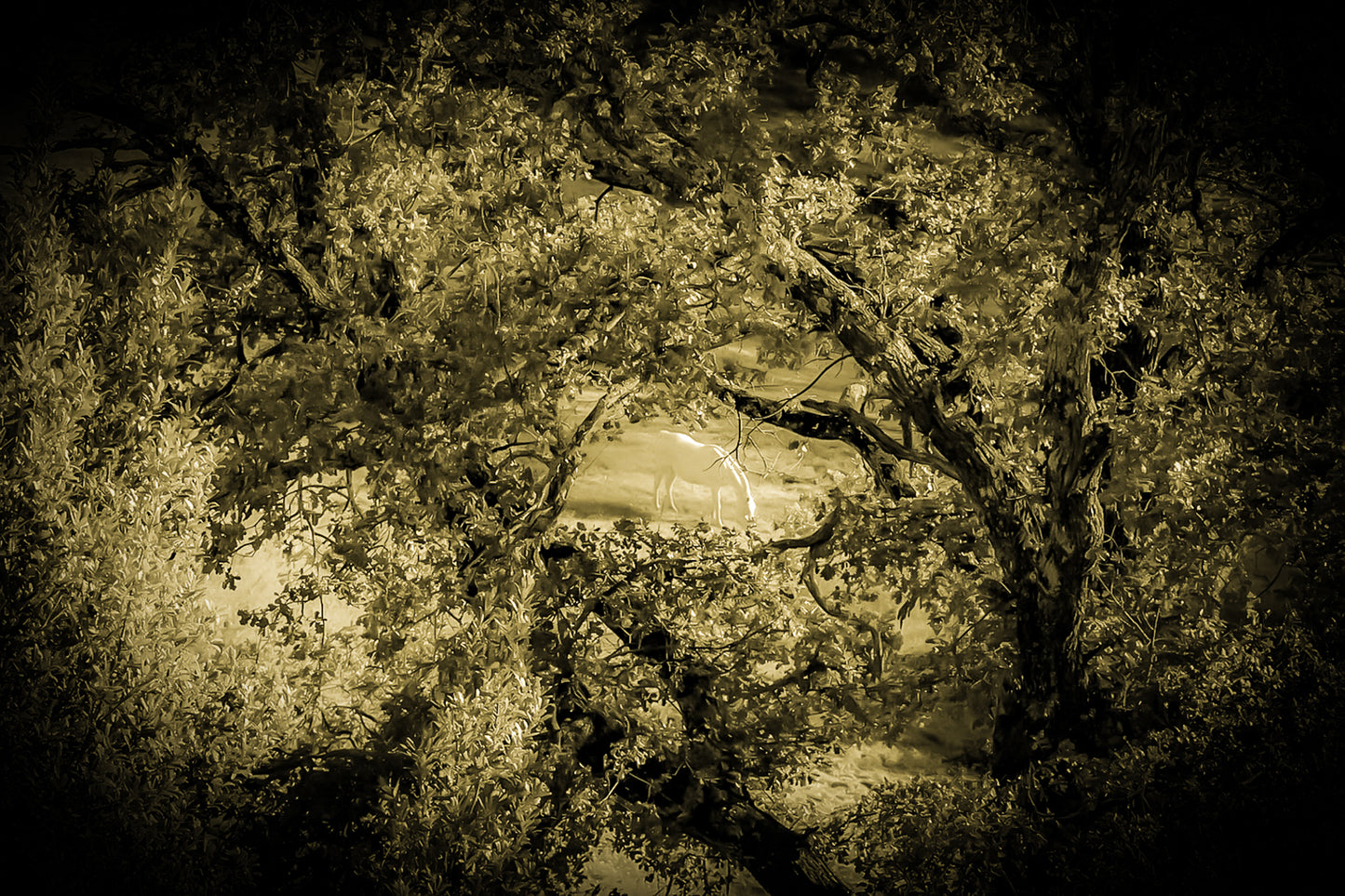 Cheval blanc éclairé d’une lumière dorée au milieu des arbres, ambiance vintage et mystérieuse