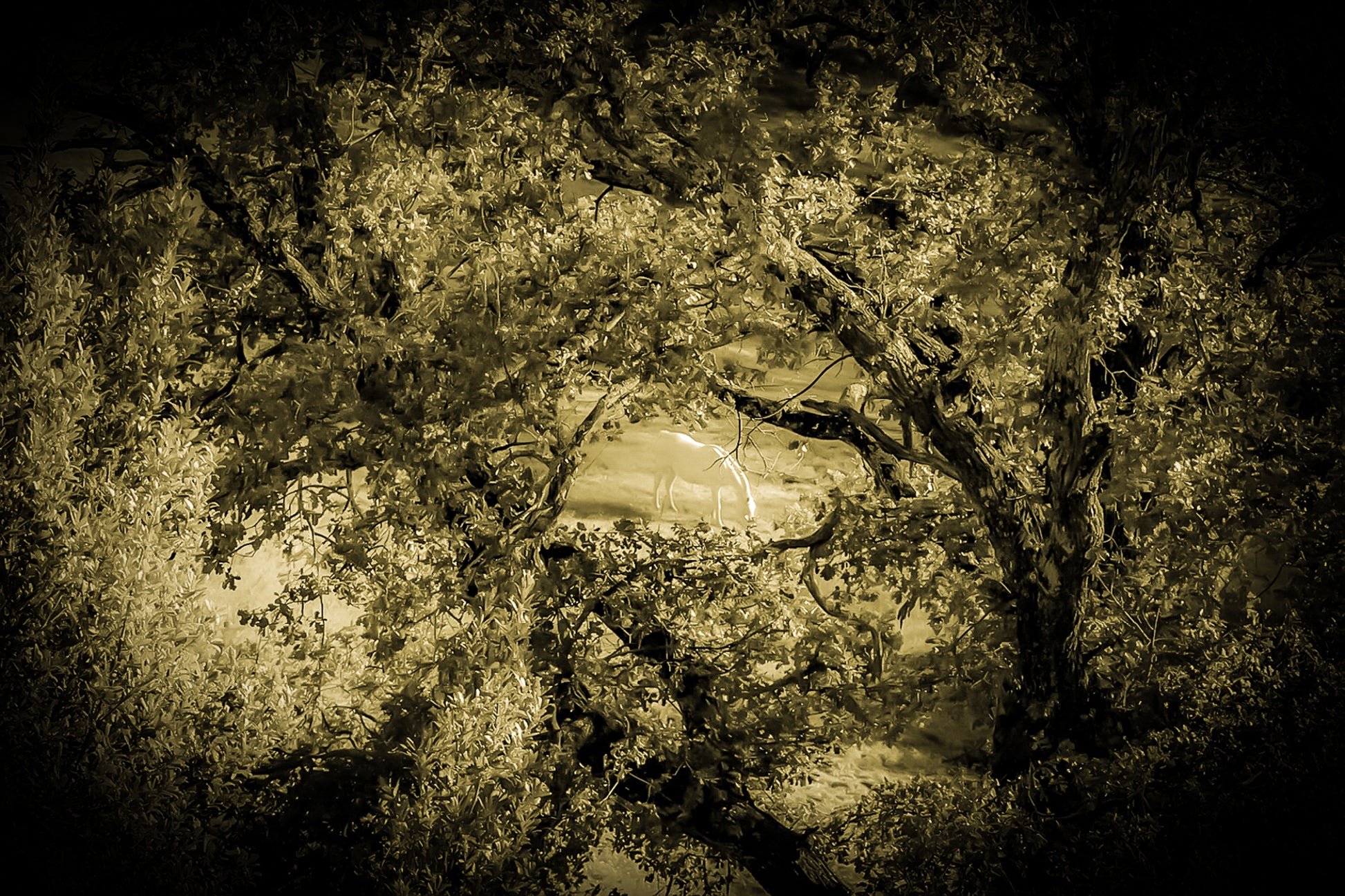 Cheval blanc éclairé d’une lumière dorée au milieu des arbres, ambiance vintage et mystérieuse