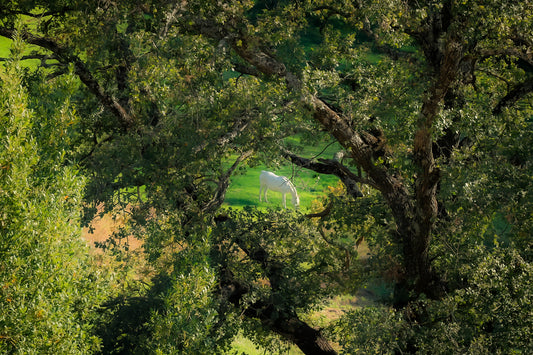 Cheval blanc paissant dans une prairie verte encadrée par de grands arbres à Vauvenargues
