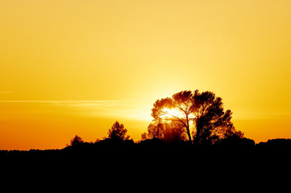 Grand pin noir découpé sur un ciel jaune orangé au coucher du soleil, silhouettes de collines près du barrage de Bimont