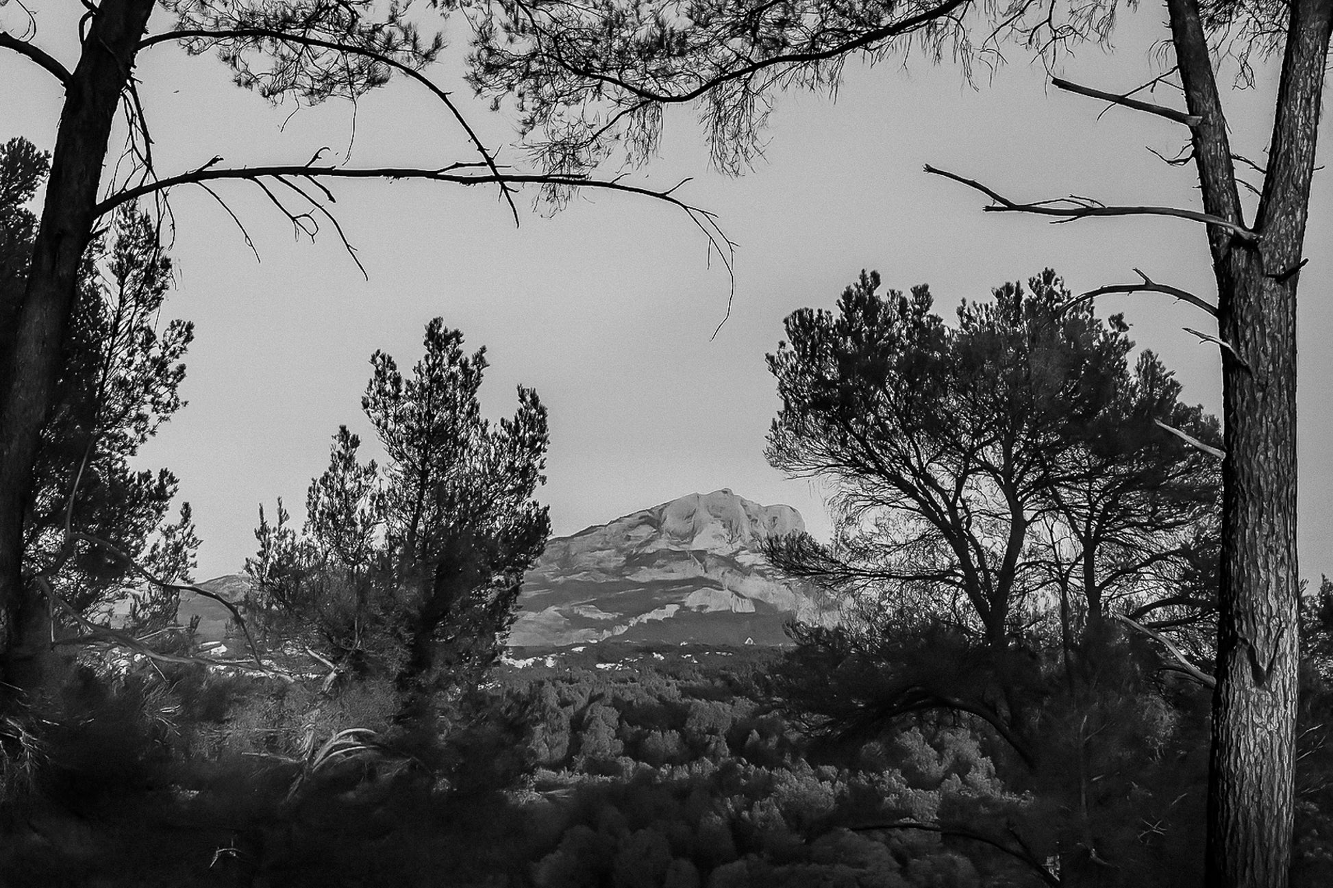 Montagne Sainte-Victoire visible entre les troncs et les branches de pins au soleil déclinant, noir et blanc