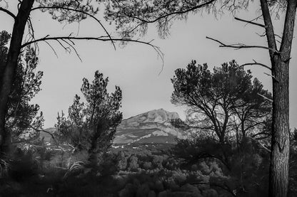 Montagne Sainte-Victoire visible entre les troncs et les branches de pins au soleil déclinant, noir et blanc