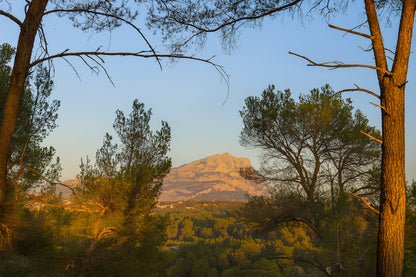 Montagne Sainte-Victoire visible entre les troncs et les branches de pins au soleil déclinant