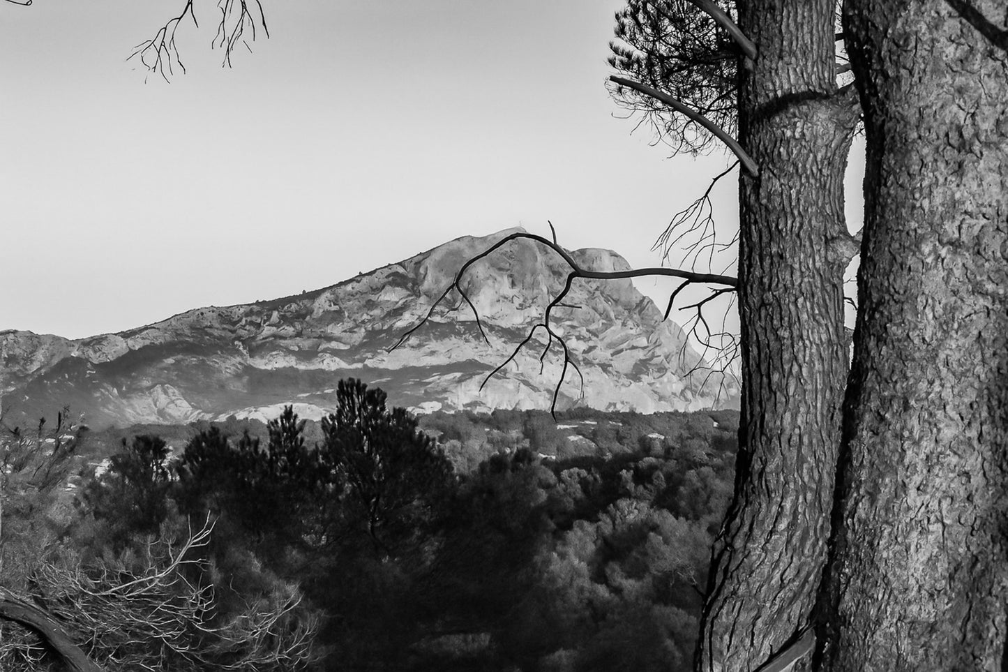 Troncs de pins orangés par le soleil couchant avec la montagne Sainte-Victoire en arrière-plan, noir et blanc