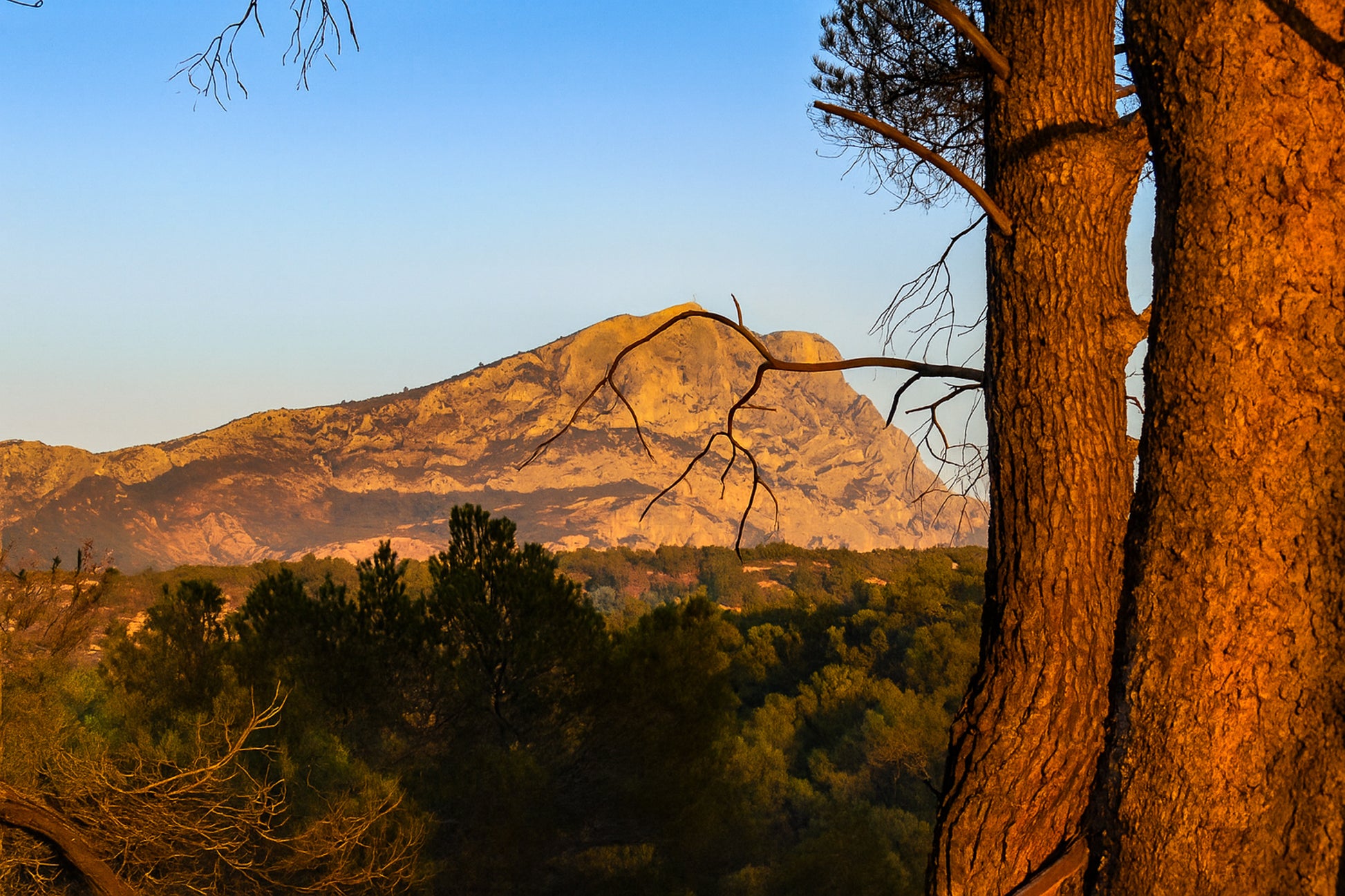 Troncs de pins orangés par le soleil couchant avec la montagne Sainte-Victoire en arrière-plan