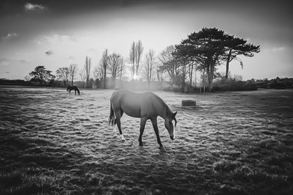 cheval dans une prairie bretonne au crépuscule en noir et blanc, lumière douce et arbres alignés à l’horizon