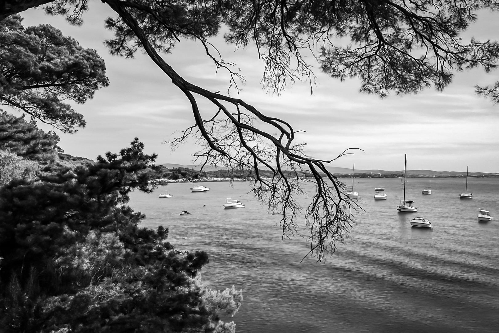 Branches de pin encadrant une baie calme à la presqu’île de Giens, bateaux au mouillage, noir et blanc