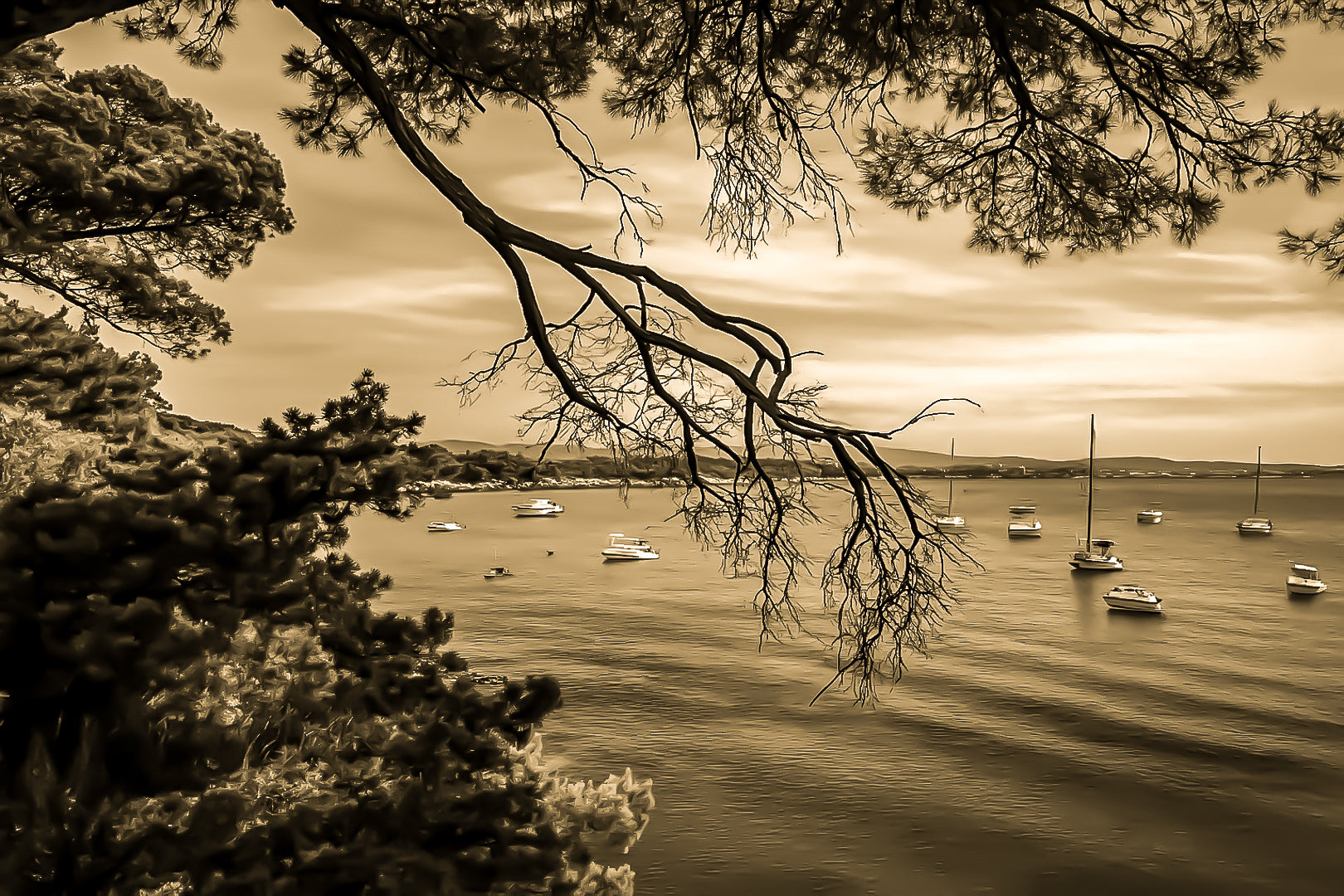 Branches de pin encadrant une baie calme à la presqu’île de Giens, bateaux au mouillage, rendu vintage sépia