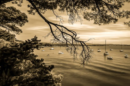 Branches de pin encadrant une baie calme à la presqu’île de Giens, bateaux au mouillage, rendu vintage sépia