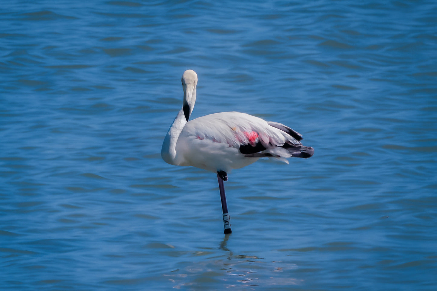Flamant rose posé sur une patte dans les eaux bleues de l’Almanarre à Hyères.