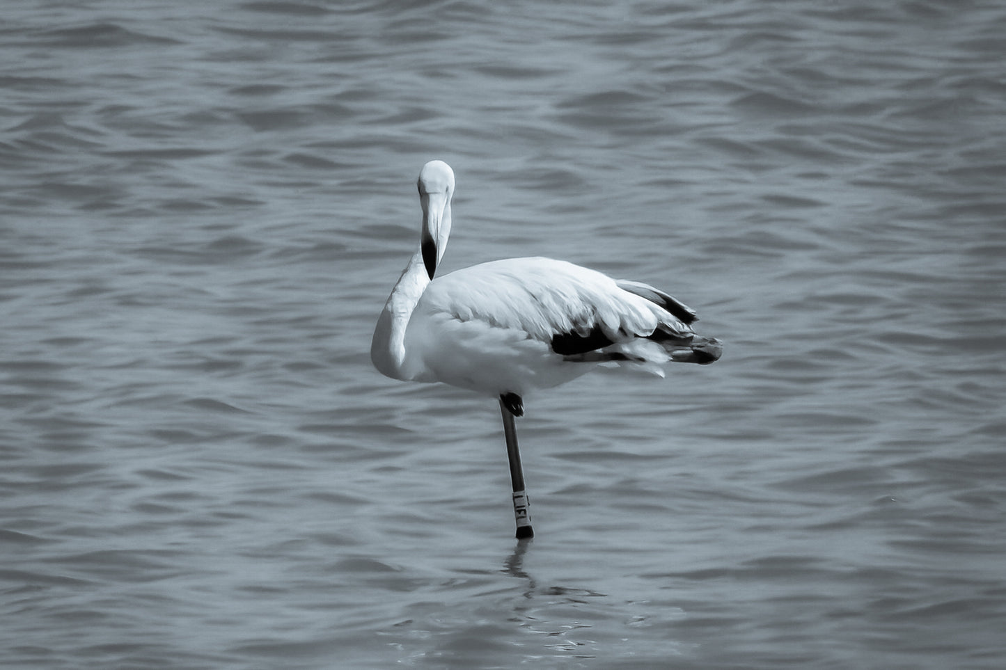 Flamant rose posé sur une patte dans les eaux bleues de l’Almanarre à Hyères, noir et blanc