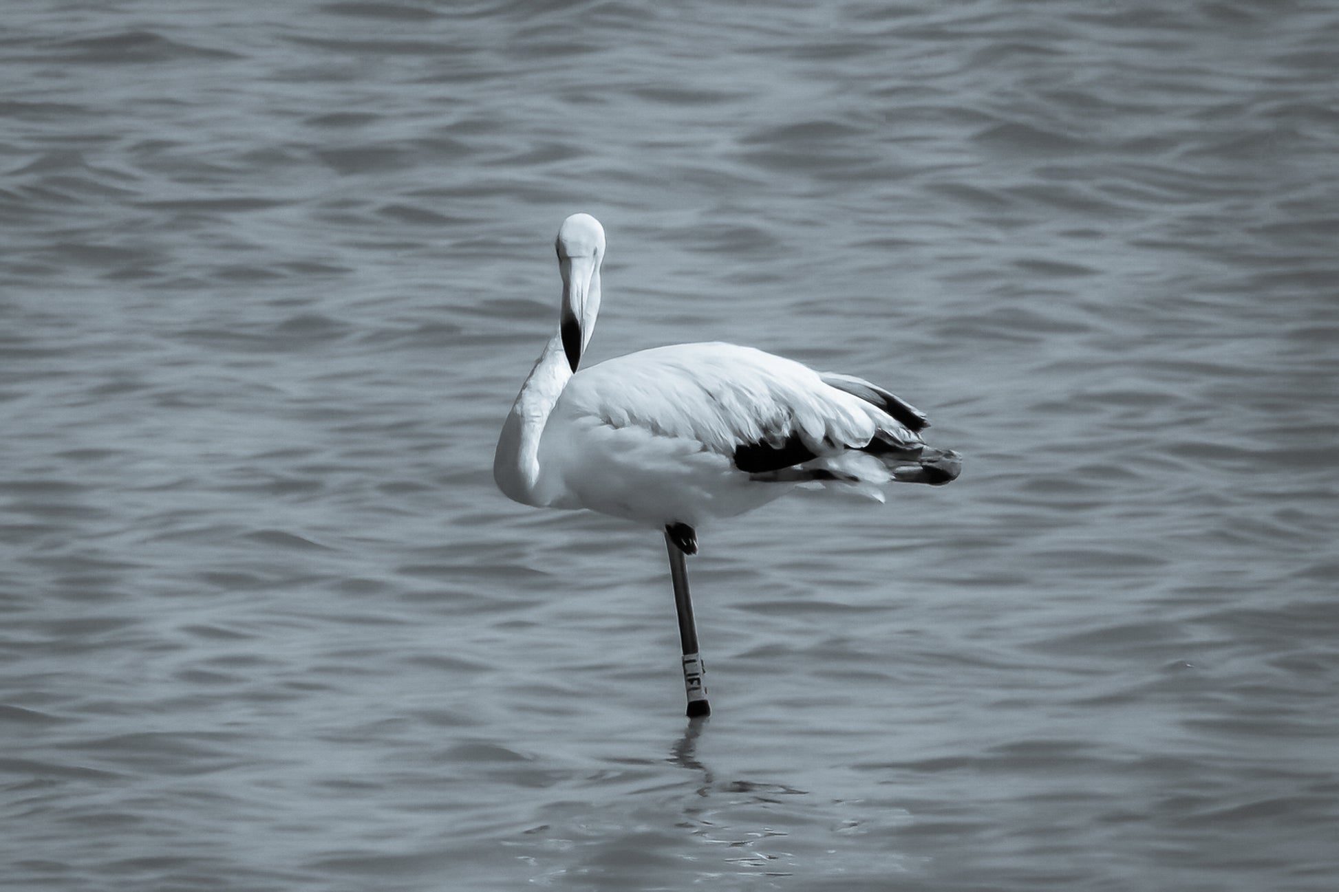 Flamant rose posé sur une patte dans les eaux bleues de l’Almanarre à Hyères, noir et blanc