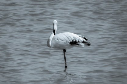 Flamant rose posé sur une patte dans les eaux bleues de l’Almanarre à Hyères, noir et blanc