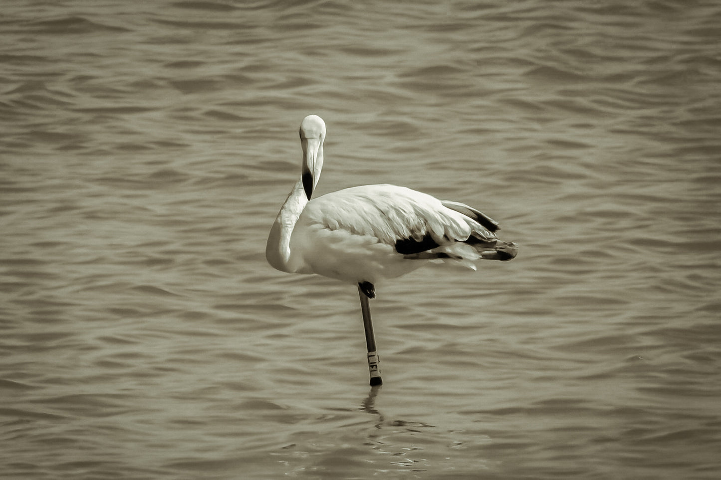 Flamant rose posé sur une patte dans les eaux bleues de l’Almanarre à Hyères, vintage