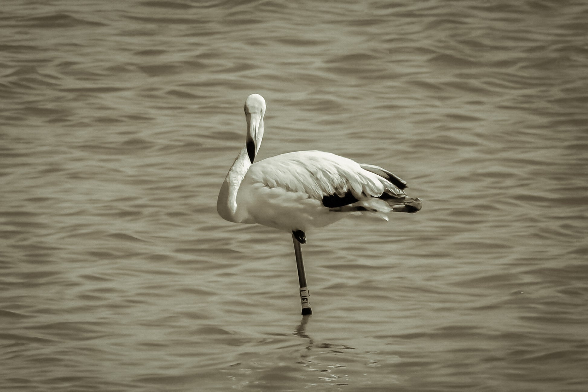 Flamant rose posé sur une patte dans les eaux bleues de l’Almanarre à Hyères, vintage