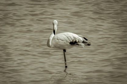Flamant rose posé sur une patte dans les eaux bleues de l’Almanarre à Hyères, vintage