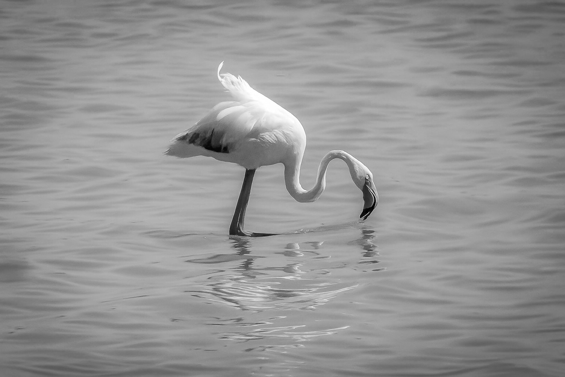 Flamant rose penché vers l’eau en train de se nourrir à l’Almanarre, noir et blanc