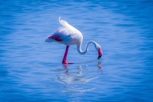 Flamant rose penché vers l’eau en train de se nourrir à l’Almanarre.