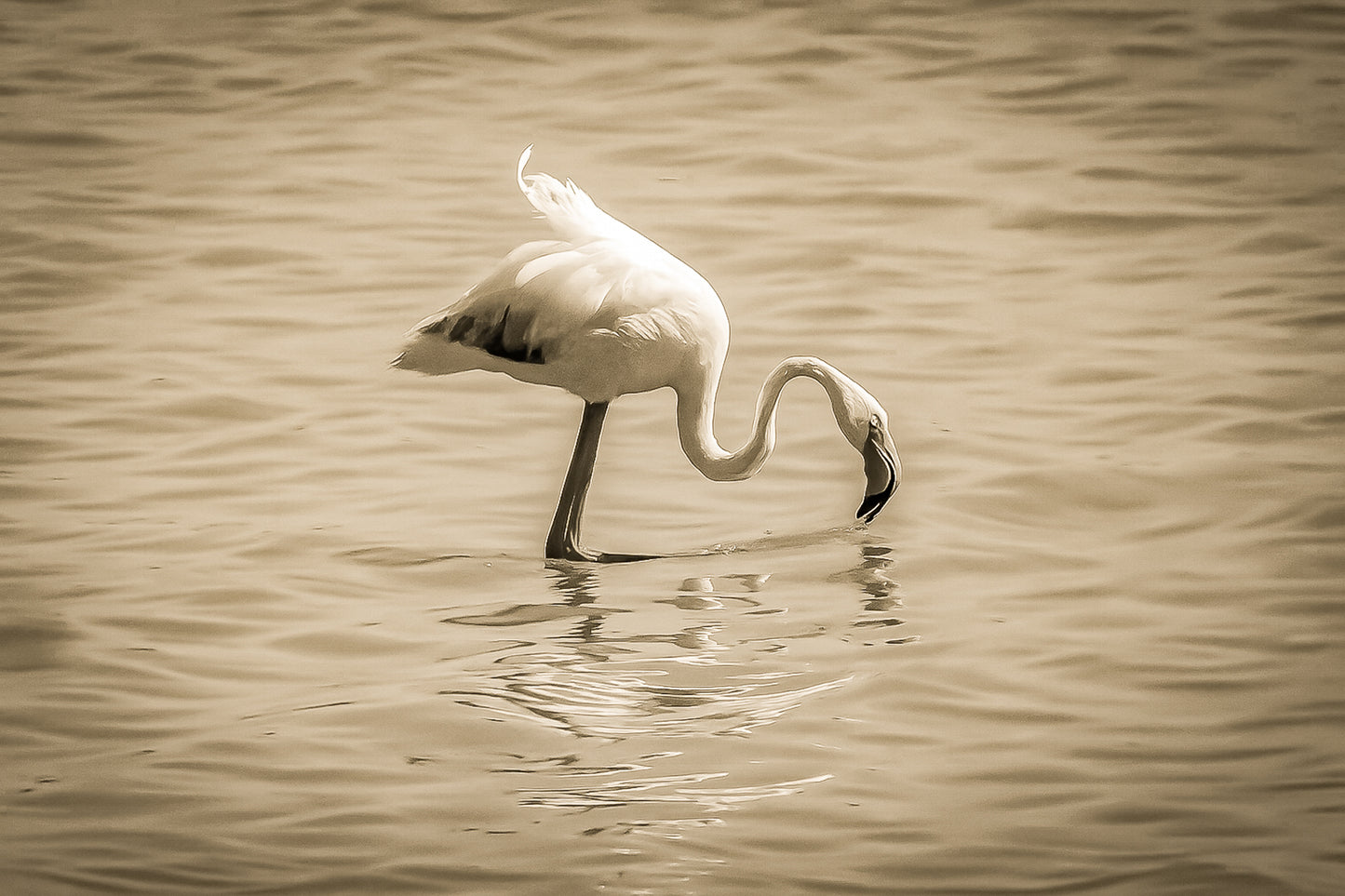 Flamant rose penché vers l’eau en train de se nourrir à l’Almanarre, vintage