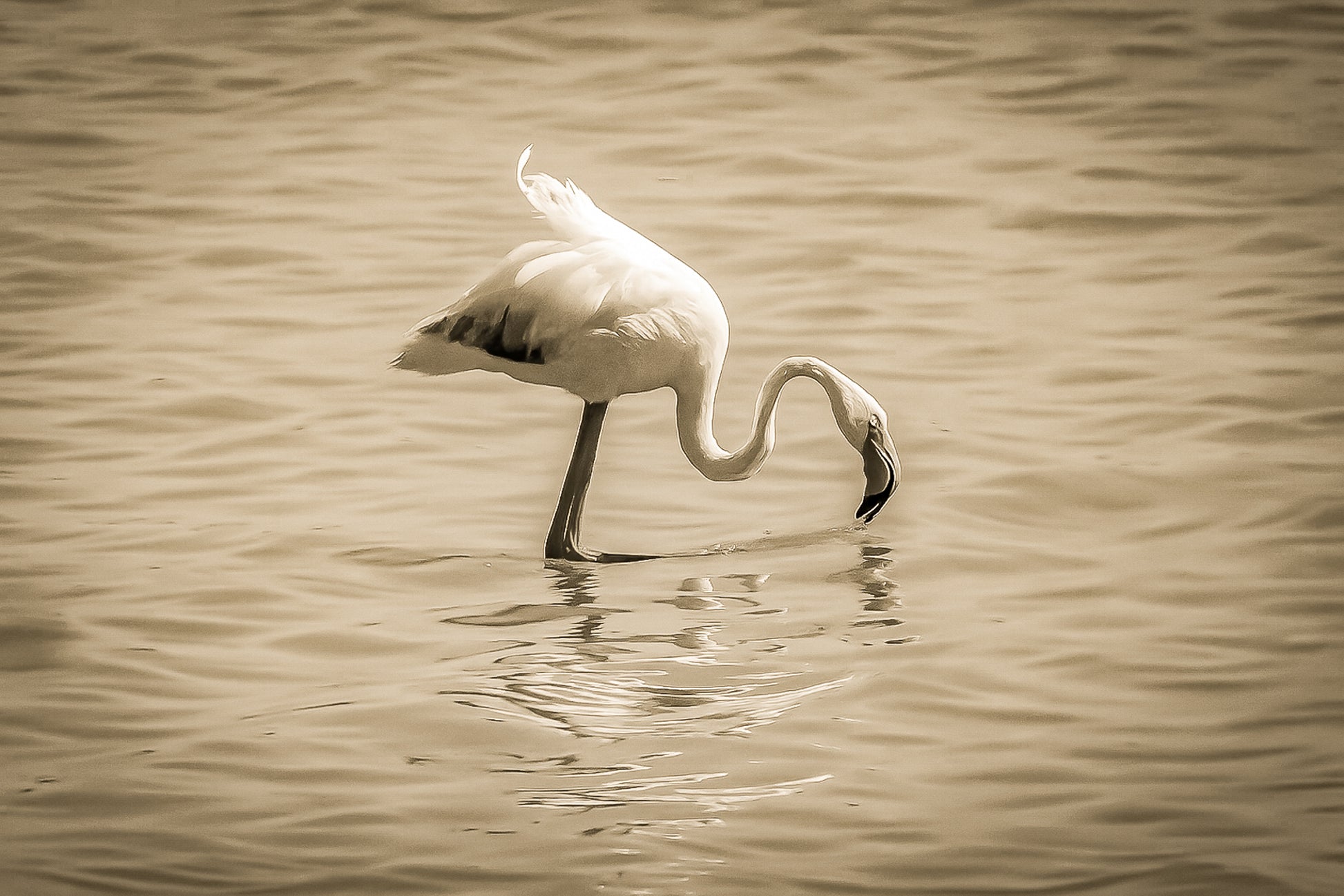 Flamant rose penché vers l’eau en train de se nourrir à l’Almanarre, vintage