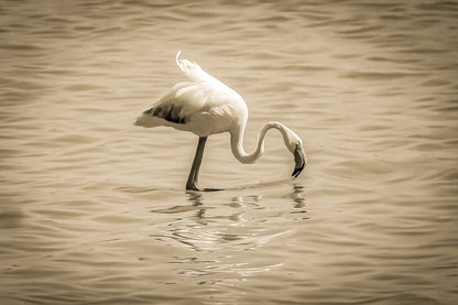 Flamant rose penché vers l’eau en train de se nourrir à l’Almanarre, vintage
