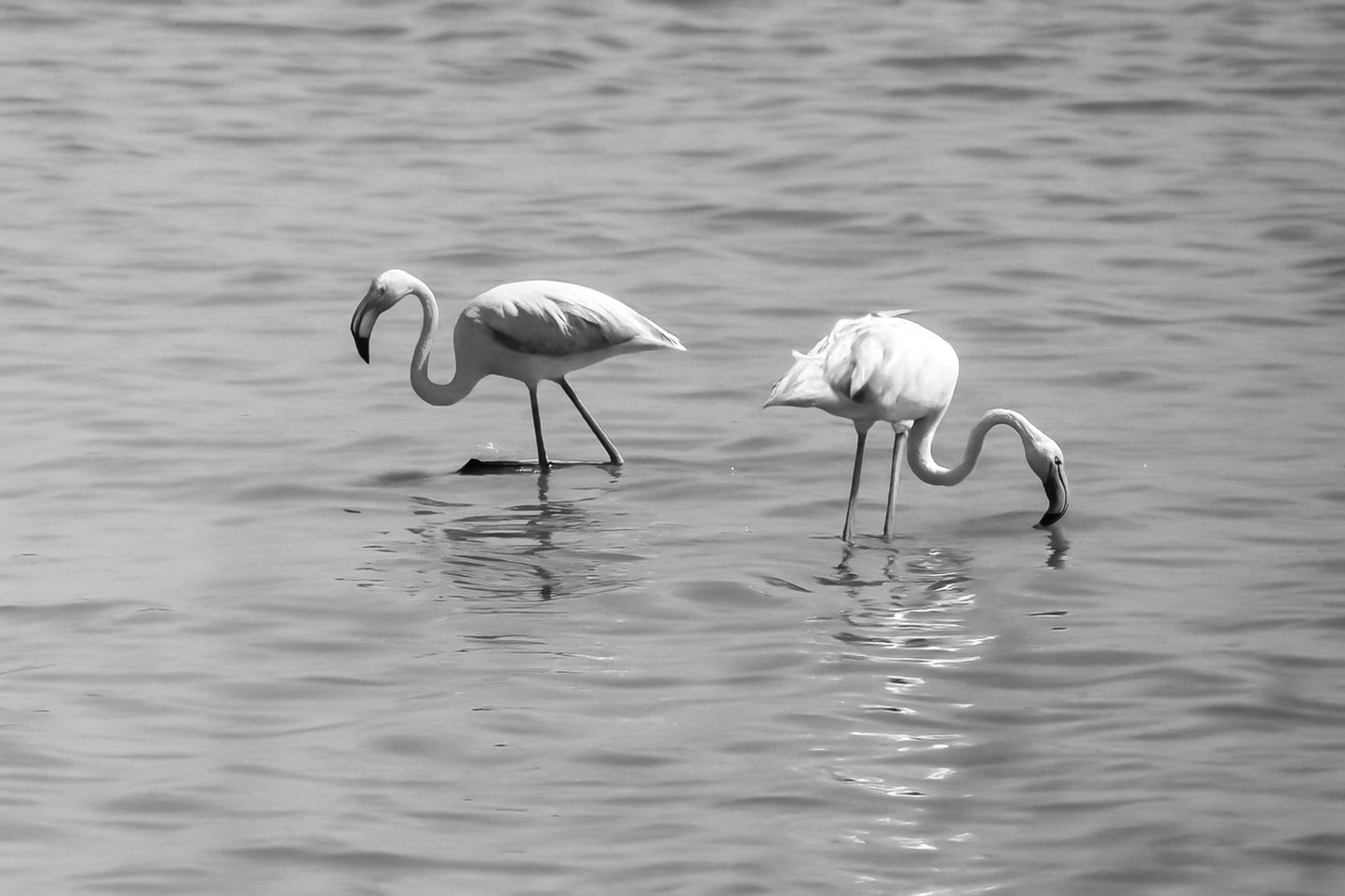 Trois flamants roses cherchant leur nourriture dans la mer à l’Almanarre, noir et blanc