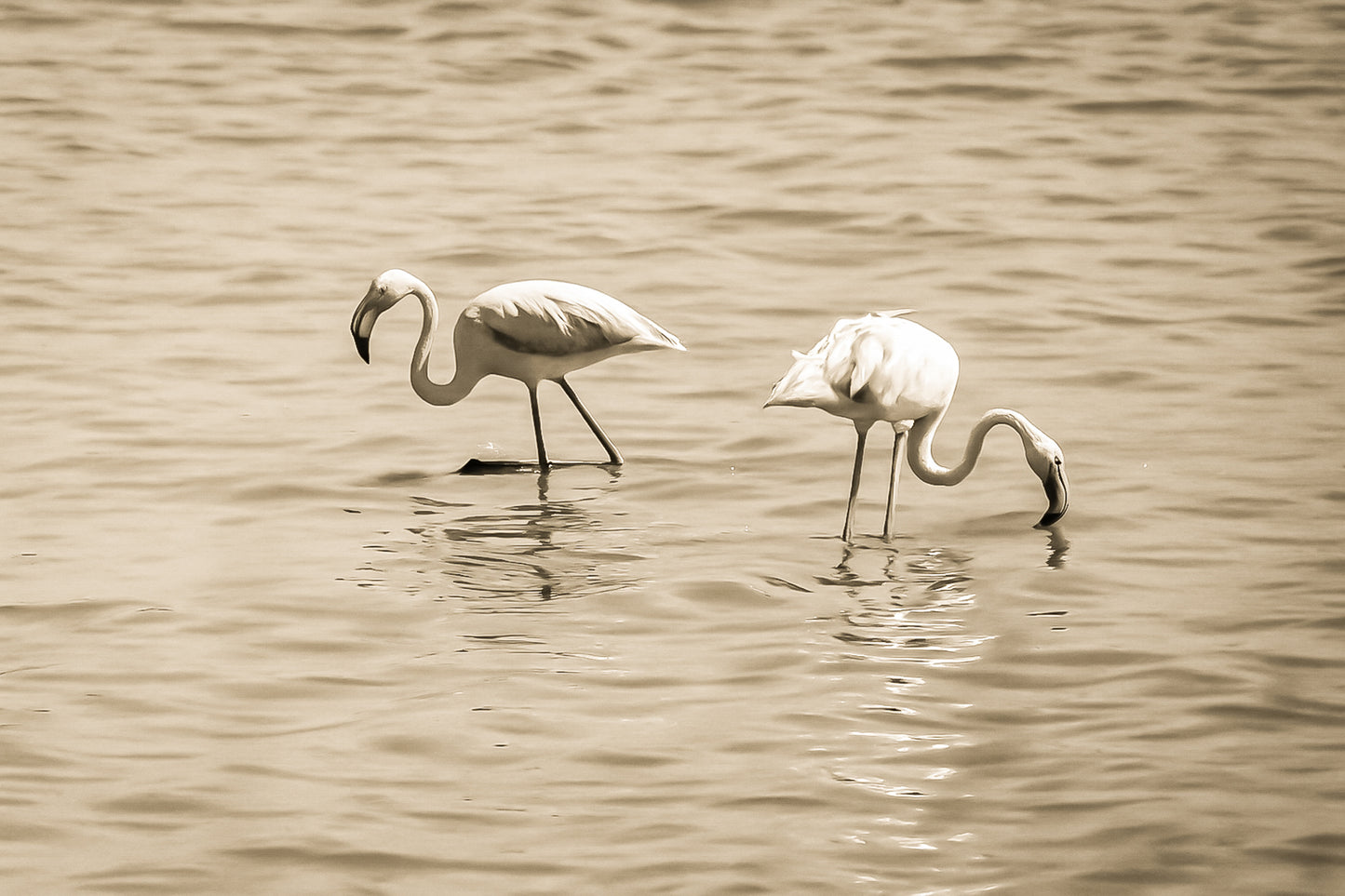 Trois flamants roses cherchant leur nourriture dans la mer à l’Almanarre, vintage