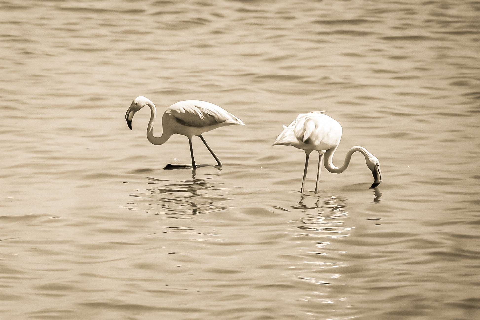 Trois flamants roses cherchant leur nourriture dans la mer à l’Almanarre, vintage