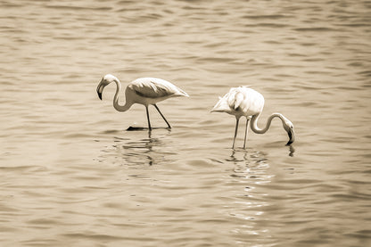 Trois flamants roses cherchant leur nourriture dans la mer à l’Almanarre, vintage